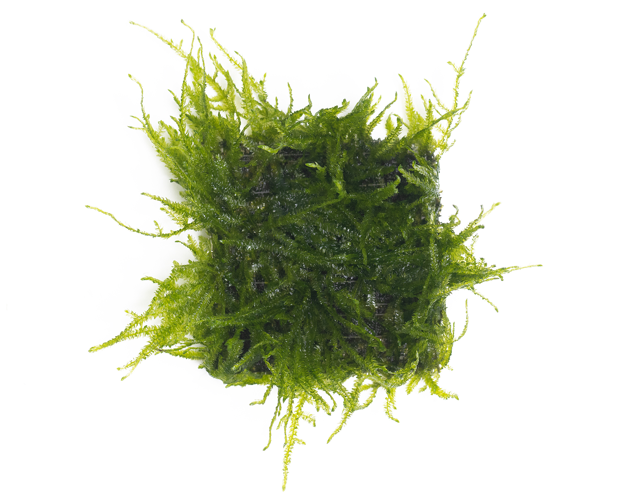 Taxiphyllum sp. 'Spiky' (Spiky Moss)